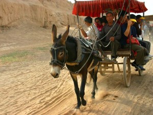 xinjiang_sitting_on_donkey_carriage